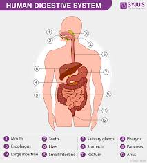 Digestion And Absorption Important Notes For Neet Biology