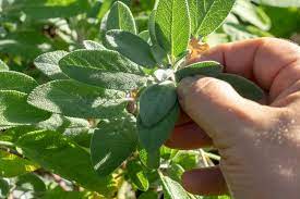 10 Perennial Herbs You Can Plant Once Enjoy For Years Mint Plants Perennial Herbs Planting Herbs