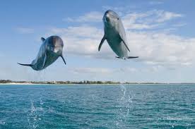 A lot of individuals admittedly had a hard t. A Quiz About Marine Life Proprofs Quiz