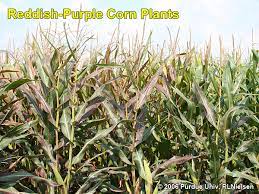 We did not find results for: Reddish Purple Corn Plants Late In The Season Corny News Network Purdue University