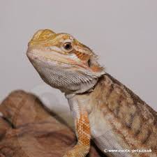 England around £20 to well over £100, some morphs going into triple that. Bearded Dragon Pogona Vitticeps