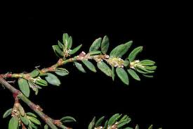 Image result for Polygonum aviculare