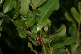 Image result for Psychotria mahonii
