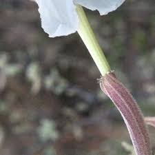 Image result for Catophractes alexandri