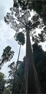 Image result for Dipterocarpaceae