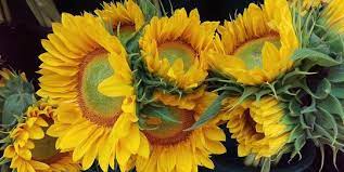 Heliantus annus atau bunga matahari adalah bunga yang populer sebagai tanaman hias dan bunga potong. 6 Cara Merawat Bunga Potong Agar Tetap Segar Salah Satunya Dengan Soda Merdeka Com