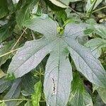 Image result for Cissus aralioides