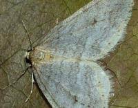 Image result for Operophtera fagata