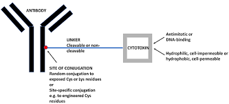 Sauf s'il existe des dispositions conventionnelles contraires établies par l'entreprise, les absences en cas de maladie, qui ne sont pas assimilées à du travail effectif par la loi, n'ouvrent pas droit à des congés payés. Frontiers Antibody Drug Conjugates Adc Against Cancer Stem Like Cells Csc Is There Still Room For Optimism Oncology