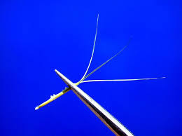 Image result for Aristida adscensionis