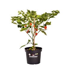 The carolina reaper is a capsicum chinense strain, and these strains do require a. Buy Your Carolina Reaper Organic Chilli Plant Online