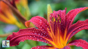 The cleveland floral designers at 12th street florist are committed to creating special flower arrangements to suit your specific needs. Cleveland Plant Flower Company