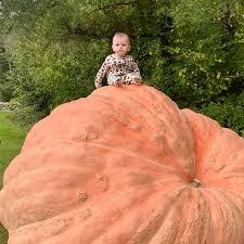 Image result for giant pumpkin
