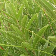 Image result for Eriosema angolense