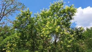 Image result for Styphnolobium