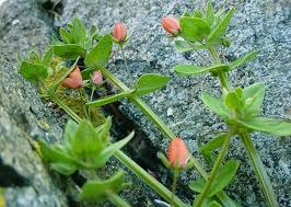 Image result for Lysimachia arvensis