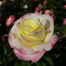 Vendita Online di Rose Rosa Chiaro - Nino Sanremo
