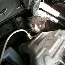 Ne négligez surtout pas tous les coûts annexes, tels que Faites Attention Au Chat Sous Le Capot La Vie Des Chats