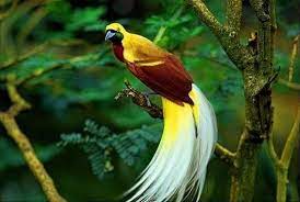 Dikenal juga dengan monyet burung hantu karena mereka mempunyai mata coklat yang besar cinta flora atau tanaman khususnya tanaman tropis mengingatkan kita atas kebesaran illahi. 40 Gambar Flora Dan Fauna Burung Info Baru