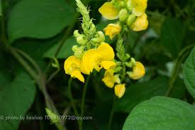 Image result for Vigna umbellata