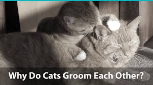With these observations in mind, animal behaviorists have narrowed down several reasons why cats groom each other. Why Do Cats Lick And Groom Each Other