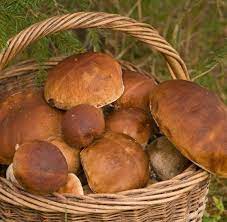 Doch wann haben steinpilze in deutschland saison? Steinpilze Sammeln Und Zubereiten Tipps Rezepte Living At Home