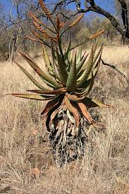 Image result for Aloe rulkensii