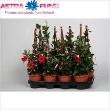 Plant rio deep red in partial sun conditions and protect from reflected heat for best results. Mandevilla Rio Deep Red Piramide