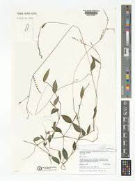 Image result for Pseudechinolaena polystachya