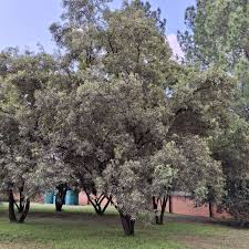 Image result for Searsia lancea