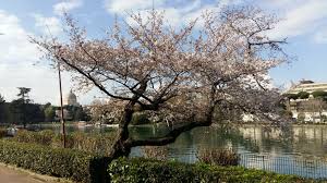 L'albero di ciliegio, il cui nome scientifico è prunus avium, fa parte della famiglia delle rosacee ed ha origine sia in europa, estendendosi dal regno unito fino alla russia, ma è possibile vederlo anche nelle zone con un clima più mite dell'asia minore. La Hanami Di Roma In Primavera La Festa Giapponese Dei Ciliegi In Fiore Visitare Roma