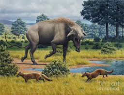 Image result for Antrocaryon