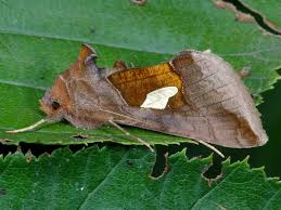 Image result for Autographa bractea