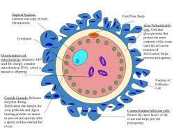 We did not find results for: Egg Cell Wikipedia