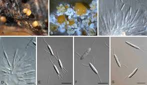 Image result for Macrotyloma daltonii