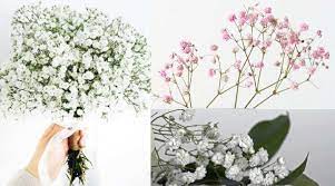 We did not find results for: Baby S Breath Flowers Gypsophila Plant And Growing Guide Pictures