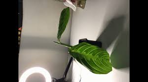 We've rounded up everything you need to know about calathea and maranta (maranta leuconeura) plants. Moving My Lemon Lime Maranta From Water Propagation To Soil Youtube