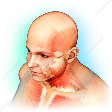 Jan 20, 2018 · the dominant muscle in the upper chest is the pectoralis major. Male Head And Chest Muscles Illustration Stock Image F020 0978 Science Photo Library