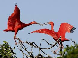 These are the animals that start with i. Bird Animals Ibis Background Free Best Pictures