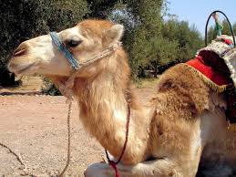 So what are camel humps filled with? Dromedary Camel Rides In Marrakech Morocco Encircle Photos
