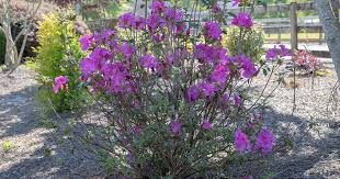When to cut back azaleas best time? It S Time For A Makeover How To Complete Rejuvenation Pruning Encore Azalea