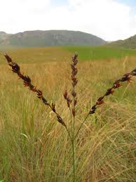 Image result for Alloteropsis