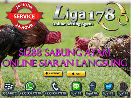 Sebab, ayam jantan biasanya dibunuh. S1288 Sabung Ayam Online Siaran Langsung Liga178 Pada S