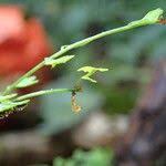 Image result for Asplenium sandersonii