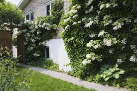 How To Care For Shade Loving Climbing Hydrangea Vines Climbing Hydrangea Hydrangea Shade Hydrangea Petiolaris