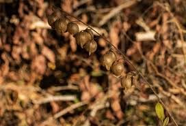 Image result for Tinnea zambesiaca