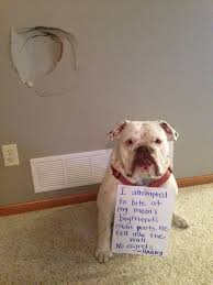 Dogshame Animal Shaming Dog Shaming Dog Shaming Funny
