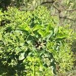 Image result for Nuxia congesta