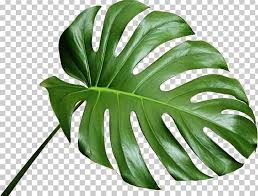 Swiss Cheese Plant Bondi Beach Paper Business Cards Leaf Png Clipart Accommodation Apartment Bedroom Bondi Beach Green plant and gray clay jar, swiss cheese plant philodendron bipinnatifidum houseplant autodesk 3ds max, plant transparent background png clipart. swiss cheese plant bondi beach paper