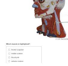 Try this amazing lab exam 3 muscles quiz which has been attempted 1730 times by avid quiz takers. Lt Co5 Head And Ne Which Muscle Is Highlighted Chegg Com
